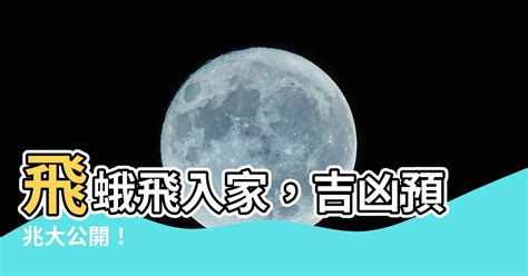 飛蛾入屋風水|飛蛾入屋預示何事？